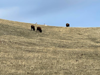 IMG_0850